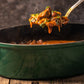 Een donkergroene ovale gietijzeren Dutch Oven van Big Green Egg, gevuld met een rijke stoofpot. Boven de pan wordt een lepel vastgehouden met een portie stoofvlees in een tomatensaus, gegarneerd met verse kruiden. De pan staat op een rustieke houten tafel, en op de achtergrond liggen verse kruiden. De setting straalt een warme, huiselijke sfeer uit, ideaal voor het bereiden en serveren van comfort food.
