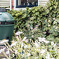Big Green Egg Kamado without Integgrated Nest & Handler | Medium
